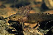 Young Crested Newt (Triturus cristatus) waiting in a pond, Couffy Loir et Cher, France