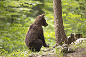 Brown bear (Ursus arctos) crouching, Slovenia