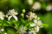 Wild bee (Andrena sp) on Old Man Beard (Clematis vitalba) flowers, Rohrschollen island reserve, Strasbourg, Alsace, France