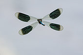 Banded demoiselle (Calopteryx splendens) male displayng in flight, dead arm of the Rhine, La Wantnzenau, Robertsau forest, Alsace, France