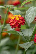 Common lantana (Lantana camara)