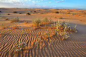Algodones Dunes S.E. California