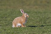 European brown hare (Lepus europaeus) blond colour morph sitting in meadow, grassland in spring