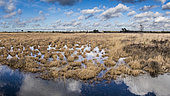 Peat bog landscape, Kalmthout-Heude nature reserve, Belgium