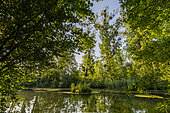 Black poplar (Populus nigra), nature reserve of the Rhine island of Rohrschollen, Alsace, France