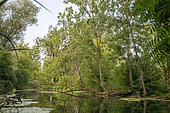 Nature reserve of the Rhine island of Rohrschollen, Alsace, France