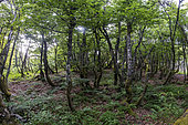 Vosges high beech forest at 1000 m, Le Hohneck, La Bresse, Vosges, France