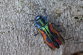 Jewel beetle (Anthaxia candens), female, Montpellier, France