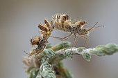 Golden Egg Bug (Phyllomorpha laciniata) mating with eggs, Platja Grifeu, Spain