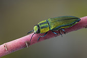 Metalic Wood-boring Beetle (Anthaxia hungarica), form sittoides, female , Lliurona, Spain