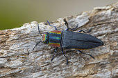 Metalic Wood-boring Beetle (Anthaxia hungarica), form huguesi, female , Lliurona, Spain