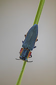 Metalic Wood-boring Beetle (Anthaxia hungarica), form huguesi, female , Lliurona, Spain