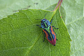 Jewel beetle (Anthaxia candens), female, Montpellier, France