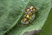 Tortoise beetle (Cassida subreticulata) mating, Condat-sur-Vézère, France