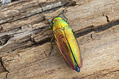 Metallic wood borer (Eurythyrea micans), Aix en Provence, France