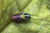 Jewel beetle (Anthaxia bicolor), Dedoplistskaro, Georgia