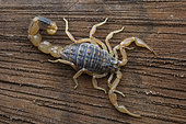 Lesser Asian scorpion (Mesobuthus eupeus)S. Dedoplistskaro, Georgia