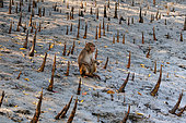 Rhesus Macaque (Macaca mulatta), looking for food at the water's edge at low tide in the mangrove, Mangrove, Sunderbans, Bay of Bengal, India, Asia