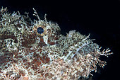 Raggy Scorpionfish (Scorpaenopsis venosa), Saonex Pier dive site, Dampier Strait, Raja Ampat, West Papua, Indonesia