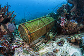 Fish trap basket, Boardroom dive site, Pura Island, near Alor, Banda Sea, Indonesia
