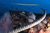 Pair of Chinese Sea Snakes (Laticauda semifasciata) swimming, Snake Ridge dive site, Gunung Api, Banda Sea, Indonesia