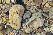 Simuliid fly larvae (Diptera Simuliidae) clinging to a rock in the gentle current of a river in Provence, Le Lauzon, France