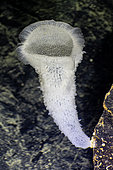 Glass sponge (Euplectella sp) at a depth of 700 m off Roatan Island, Honduras