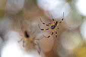 Golden silk orb-weaver (Trichonephila clavipes) females on their web on Roatan Island, Honduras