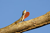 Bay Islands anole (Anolis bicaorum), endemic to this small island in Honduras