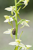Horned Treehopper (Centrotus cornutus) on Greater Butterfly-orchid (Platanthera chlorantha), Forcalquier, Provence, France