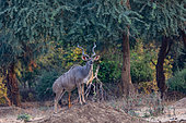 Greater kudu (Tragelaphus strepsiceros), adult male, Lower Zambezi natioinal Park, Zambia, Africa
