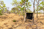 Tse tse fly trap, the black color attracts insects, Kafue natioinal Park, Zambia, Africa