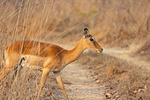 Impala (Aepyceros melampus), female, Kafue national Park, Zambia, Africa