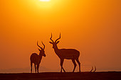 Impala (Aepyceros melampus), males at sunset, Lower Zambezi national Park, Zambia, Africa