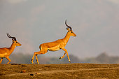 Impala (Aepyceros melampus), male, South Luangwa natioinal Park, Zambia, Africa