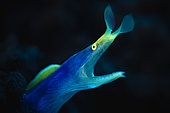 Portrait of Ribbon moray (Rhinomuraena quaesita), mayotte