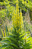 Giant Silver Mullein, Verbascum bombyciferum, in bloom