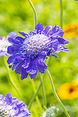 Pincushion Flower, Scabiosa caucasica 'Fama Blue'