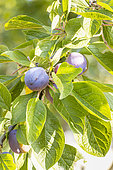 Plum Quetsche d'Alsace, fruits