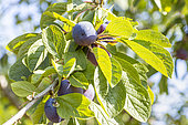 Plum Quetsche d'Alsace, fruits