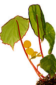 Begonia (Begonia scapigera) discovered around 1860 in West Africa (Cameroon, Gabon, Congo, Nigeria).