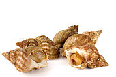 Waved whelk (Buccinum undatum) on white background