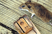 Wood mouse (Apodemus sylvaticus), greenhouse, garden, Belfort, Territoire de Belfort (90), France
