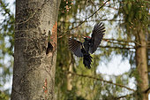 Black Woodpecker (Dryocopus martius) arriving at the nest, Ardennes, Belgium