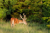 Red deer (Cervus elaphus) male in velvet, Ardennes, Belgium