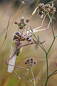 White faced bush-cricket (Decticus albifrons) in a meadow a grasshopper (Decticus albifrons) facing its moult or exuviae. Gironde - Nouvelle-Aquitaine - France.