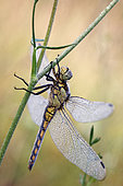 Black-tailed skimmer (Orthetrum cancellatum) female waiting for the first rays of sun to take flight. Gironde - Nouvelle-Aquitaine - France.