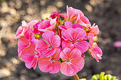 Horizon Salmon Geranium, Pelargonium 'Horizon Salmon', flowers