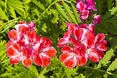Scented geranium, Pelargonium 'Madame Nonin', flowers