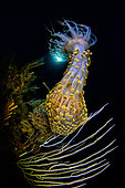 Alicia sea anemone (Alicia mirabilis), Gulf of Naples, Tyrrhenian Sea, Mediterranean Sea